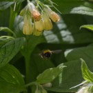 Minibomber im Anflug, Wiesenhummelarbeiterin in Beinwell, 6. Mai 2015
Hochgeladen am 07.05.2015 von Petra