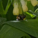 Wiesenhummelarbeiterin mit dicken Pollenhöschen, 6. Mai 2015
Hochgeladen am 07.05.2015 von Petra