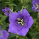Wildbiene in Glockenblume, 18. Juli 2014
Hochgeladen am 18.07.2014 von Petra
