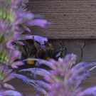 Erdhummel schläft in Bergminze und ihr Rüssel fährt ein und aus, 18. Juli 2014
Hochgeladen am 18.07.2014 von Petra