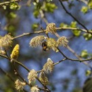 Dunkle Erdhummel in Salweide, 9. April 2021.
Hochgeladen am 09.04.2021 von Petra