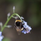Flugunfähige Hummel in Vergissmeinnicht, 28. Aprl 14
Hochgeladen am 29.04.2014 von Petra