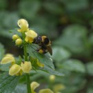 Königin der Gartenhummel (Bombus hortorum) sammelt an Goldnesse, 8. Mai 2015
Hochgeladen am 08.05.2015 von Petra
