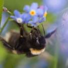 Flugunfähige Hummel in Vergissmeinnicht 2, 28. April 14
Hochgeladen am 29.04.2014 von Petra