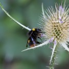 Das kann doch nicht bequem sein: Jungkönigin der Wiesenhummel übernachtet in Wilder Karde, 31. August 2016
Hochgeladen am 31.08.2016 von Petra