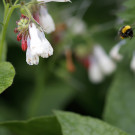 Arbeiterin der Wiesenhummel (Bombus pratorum) sammelt Pollen am Beinwell, 28. April 2023.
Hochgeladen am 30.04.2023 von Petra