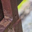 Das Mauerbienen Objekt der Begierde, 9. Mai 2015
Hochgeladen am 09.05.2015 von Petra