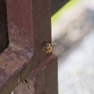 Frau Mauerbiene trägt Pollen ein, 9. Mai 2015
Hochgeladen am 09.05.2015 von Petra