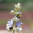 Gartenhummel (Bombus hortorum) und Wiesenhummel (Bombus pratorum) in Muskatellersalbei (Salvia sclarea), 8. Juni 2016
Hochgeladen am 13.06.2016 von Petra