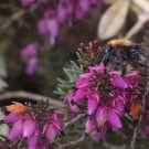 Arbeiterin der Baumhummel sammelt Pollen an Winterheide, 13. April  2021.
Hochgeladen am 13.04.2021 von Petra