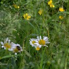 Steinhummel (Bombus lapidarius) fliegt Nesteingang im Rasen an, 8. Juni 2016
Hochgeladen am 13.06.2016 von Petra
