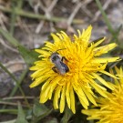 Aschgraue Sandbiene auf Löwenzahn III, 13. April 2021.
Hochgeladen am 13.04.2021 von Petra