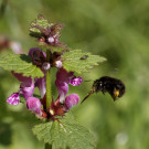 Weibchen der Frühlings-Pelzbiene (Anthophora plumipes), dunkle Variante, fliegt Gefleckte Taubnessel an, 30. April 2023.
Hochgeladen am 30.04.2023 von Petra