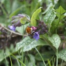 Königin der Ackerhummel an Lungenkraut, 13. April 2021.
Hochgeladen am 13.04.2021 von Petra