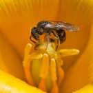 Wildbiene in Wildtulpe
Hochgeladen am 30.04.2014 von Petra