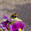 Erdhummelkönigin auf Stiefmütterchenblüte bewegt die Flügel, 13. Mai 2015
Hochgeladen am 13.05.2015 von Petra