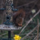 Räuberhörnchen II, 14. April 2021.
Hochgeladen am 14.04.2021 von Petra