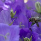 Blattschneiderbiene in Glockenblume "Blue Clips", 20. Juli 2014
Hochgeladen am 20.07.2014 von Petra