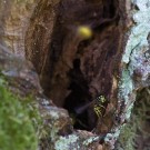 Gemeine Wespen (Vespula Vulgaris) im Zwetschgenbaum I, 8. September 2016
Hochgeladen am 08.10.2016 von Petra