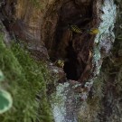 8. September 2016: Flugverkehr bei den Gemeinen Wespen (Vespula vulgaris) im Zwetschgenbaum.
Hochgeladen am 08.10.2016 von Petra