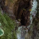 8. September 2016: Flugverkehr bei den Gemeinen Wespen (Vespula vulgaris) im Zwetschgenbaum.
Hochgeladen am 08.10.2016 von Petra