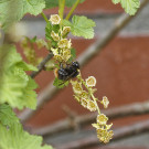 Wiesenhummel an Roter Johannisbeere, 18. April 2021.
Hochgeladen am 18.04.2021 von Petra