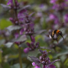 Gartenhummel im Bestand der Purpurroten Taubnessel, 19. April 2021.
Hochgeladen am 19.04.2021 von Petra