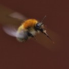 Ackerhummelarbeiterin im Anflug auf "Balkon"-Rotklee, 18. Mai 2015
Hochgeladen am 18.05.2015 von Petra