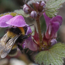 Gartenhummel tankt Nektar in Gefleckter Taubnessel, 19. April 2021.
Hochgeladen am 19.04.2021 von Petra