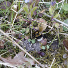 Gartenhummel im Suchmodus, 20. April 2021.
Hochgeladen am 21.04.2021 von Petra