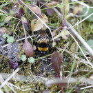 Gartenhummel im Suchmodus II, 20. April 2021.
Hochgeladen am 21.04.2021 von Petra