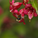 Gartenhummel (Bombus Hortorum) fliegt Weigelie an, 1. Juni 2022.
Hochgeladen am 01.06.2022 von Petra