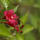 Gartenhummel (Bombus hortorum) an Weigelie Ruby Red, 1. Juni 2022.
Hochgeladen am 01.06.2022 von Petra