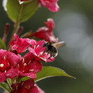 Trotz Regen fliegt die Gartenhummel die Blüte einer Weigelie an, 1. Juni 2022.
Hochgeladen am 01.06.2022 von Petra