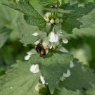 Erdhummelarbeiterin sammelt Pollen in Weißer Taubnessel, 20. Mai 2015
Hochgeladen am 20.05.2015 von Petra