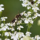 Unbekannte kleine Wildbiene in Wilder Möhre, 20. Mai 2015
Hochgeladen am 20.05.2015 von Petra