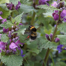 Gartenhummelkönigin sammelt Pollen in Purpurroter Taubnessel, 25. April 2021.
Hochgeladen am 25.04.2021 von Petra