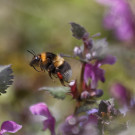 Pollensammelnde Königin der Gartenhummel, 25. April 2021.
Hochgeladen am 25.04.2021 von Petra