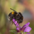 Erdhummeljungkönigin versucht sich an Stachys grandiflora, 26. Juli 2014
Hochgeladen am 26.07.2014 von Petra