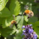 Achtung, starker Flugverkehr. Wollschweber und Ackerhummelkönigin vor Fast-Zusammenstoß, 3. Mai 2014
Hochgeladen am 05.05.2014 von Petra