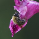 Schüttel, schüttel das Drüsige Springkraut, Ackerhummel am 26. Juli 2014
Hochgeladen am 26.07.2014 von Petra