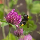 Gartenhummelarbeiterin in Rotkleeblüte, 23. Mai 2015
Hochgeladen am 23.05.2015 von Petra