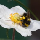 Arbeiterin der Gartenhummel in Frühlingsanemone, 23. Mai 2015
Hochgeladen am 23.05.2015 von Petra