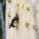 Ist das eine Hahnenfuß-Scherenbiene, die hier am Verschluss baut?, 23. Mai 2015
Hochgeladen am 23.05.2015 von Petra