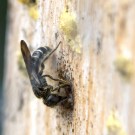Hahnenfuß-Scherenbiene? baut am Nistverschluss, 23. Mai 2015
Hochgeladen am 23.05.2015 von Petra