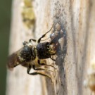 Hahnenfuß-Scherenbiene baut die letzten Steinchen ein, 24. Mai 2015
Hochgeladen am 24.05.2015 von Petra