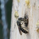 Hahnenfuß-Scherenbiene baut am Nistverschluss, 24. Mai 2015
Hochgeladen am 24.05.2015 von Petra