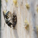 Hahnenfuß-Scherenbiene am Nistverschluss, 24. Mai 2015
Hochgeladen am 24.05.2015 von Petra