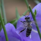 Unbekannte Wildbiene in Glockenblume II, 29. Juli 2014
Hochgeladen am 29.07.2014 von Petra