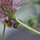 Ackerhummel übernachtet in Rotkleeblüte 1, 25. Mai 2015
Hochgeladen am 25.05.2015 von Petra